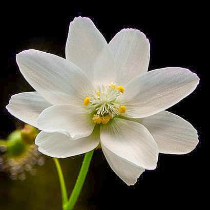 Drosera heterophylla flower